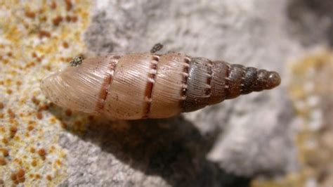 Creature Comforts: The National Trust Hunt For a New Snail Species in Britain