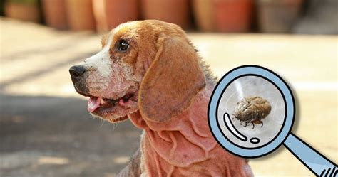 Dog Mange: Causes, Symptoms, and Successful Treatment – Vital Pet Life