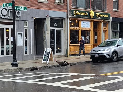 A turkey on Hanover street. : r/boston