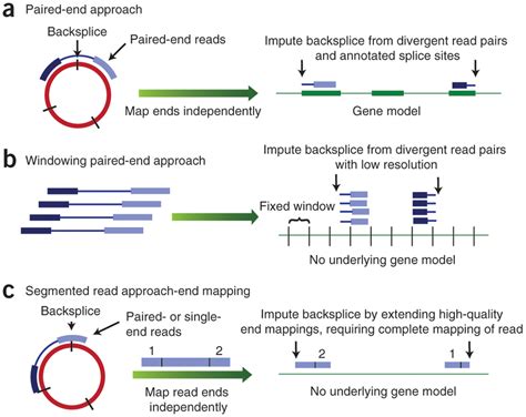 Detecting and characterizing circular RNAs | RNA-Seq Blog