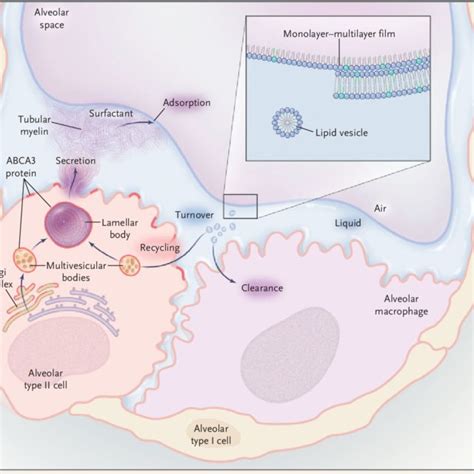 Figure. Lung Surfactant and the Lamellar Body. The composition of lung... | Download Scientific ...