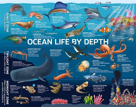 Ocean Life By Depth | Ocean science, Ocean zones, Ocean life