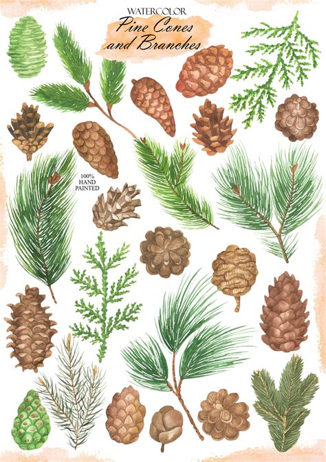 Pine Cones Watercolor Clip Art, Pine Branches Clipart, Christmas Greenery Clipart, Hand Painted ...