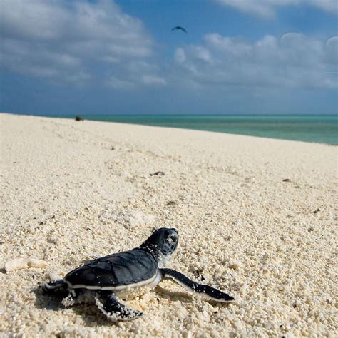 Baby turtle on beach | Save the sea turtles, Baby turtles, Turtle