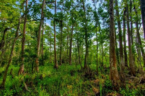 Barataria Preserve : découvrez ses bayous et... ses alligators