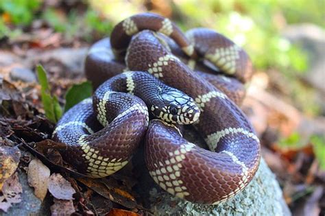 California kingsnake - Wikipedia