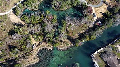 Hundreds of manatees at Three Sisters Springs – WFLA