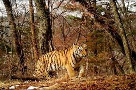 Harimau Siberia Masuk Kota, Warga Vladivostok Ketakutan