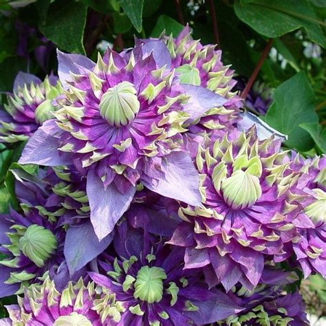 Clematis 'Taiga' - buy plants at Coolplants