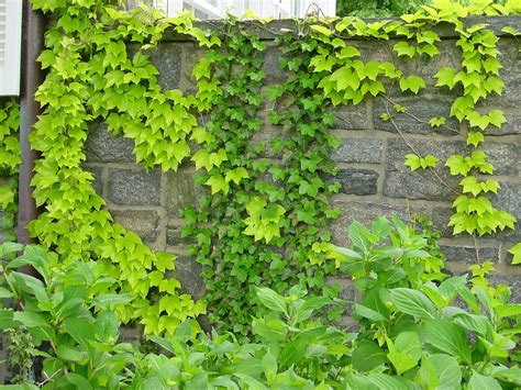 Boston Ivy to grow on northern concrete block wall | Parthenocissus ...