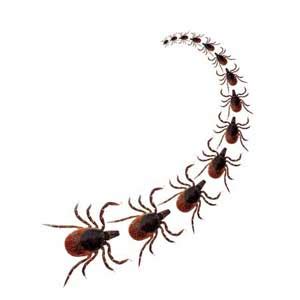 Signs of a Tick Infestation - Nature's Way Pest Control