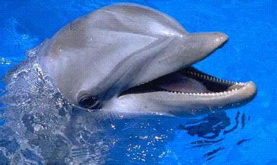 Bottlenose Dolphin - Knowledge Base LookSeek.com