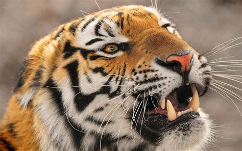 🔥 [90+] Angry Tiger Eyes Wallpapers | WallpaperSafari