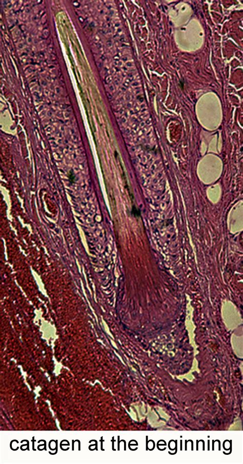 The Duration of the Catagen Phase - TricoItalia