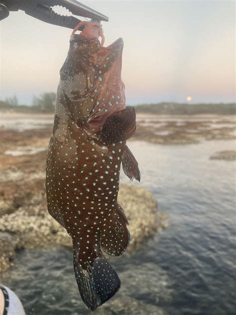 Juvenile Coral Trout (gorgeous neon spots) : r/Fishing