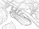 Pharaoh Cicada coloring Page  Free Printable Coloring Pages sketch template