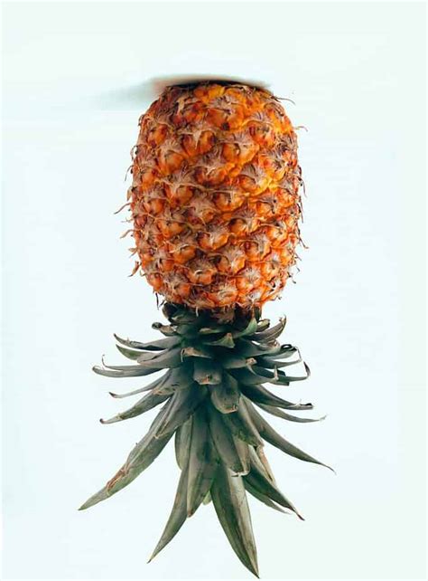 Upside Down Pineapple | A Symbol For Swingers In The Colonies