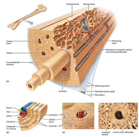 Illustration of compact bone showing the relationship between ...