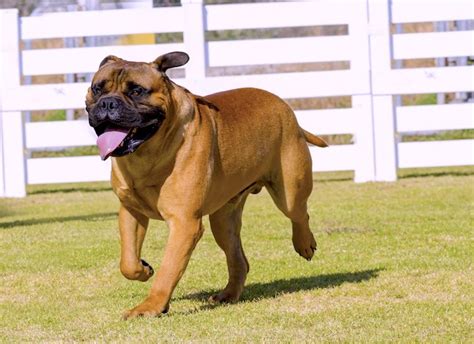 5 Things to Know About Bullmastiffs - Petful