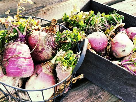 Purple Top Turnips – Southern Style Farms