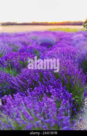 Lavender flower herb floral background border. Used in natural alternative herbal medicine and ...