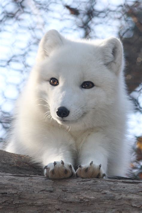 Cute Arctic Fox Pups An arctic fox pup with an