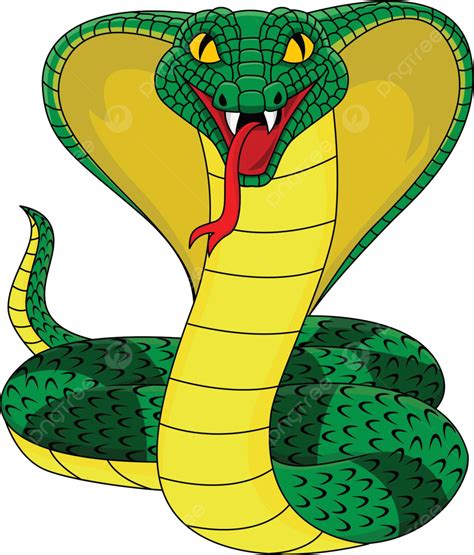 Rey Cobra Vector Fauna Blanco Serpiente Venenosa Vector PNG , Fauna, Blanco, Serpiente Venenosa ...