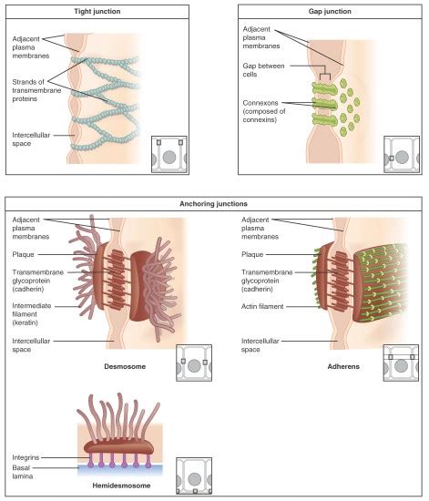 What is the Difference Between Adherens Junctions and Desmosomes | Compare the Difference ...