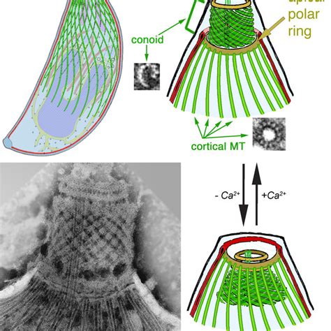 Drawings and EM images of Toxoplasma gondii showing various features ...