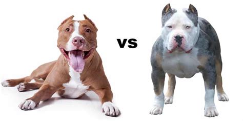 Pitbull vs American Bully - Monster Bully Kennels