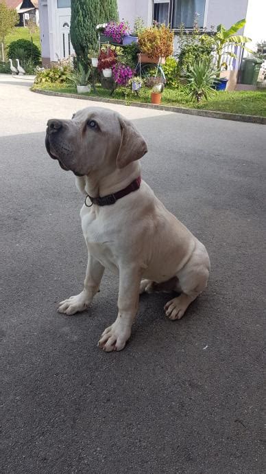 Cane Corso - Albino