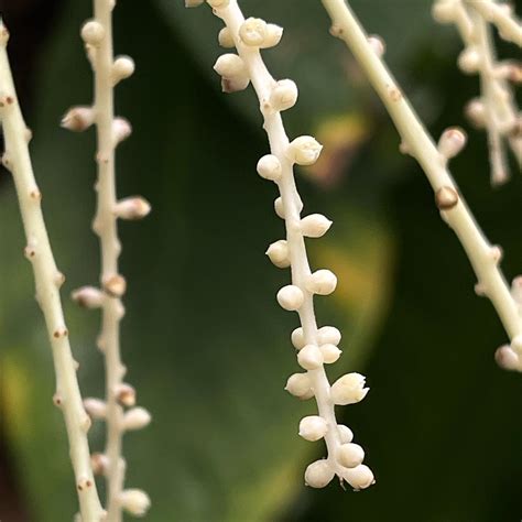 Is Coconut Flower Edible? Everything You Need To Know