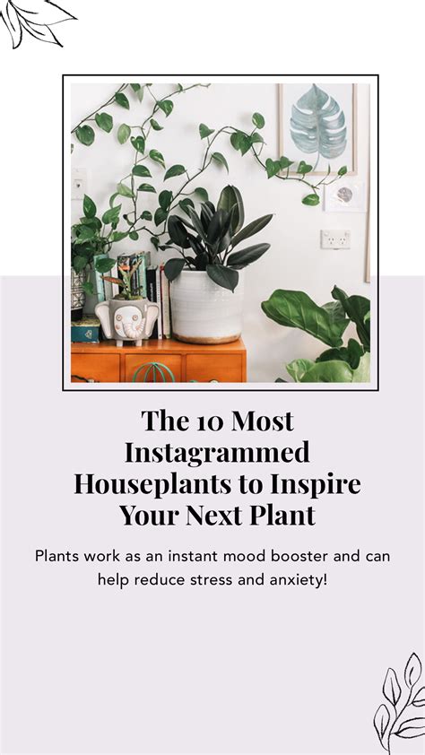 The 10 Most Instagrammed Houseplants to Inspire Your Next Plant Purchase - FabFitFun ...