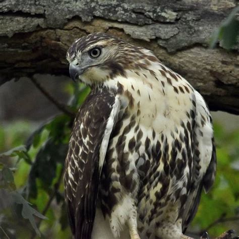 Juvenile red-tailed hawk in Danbury, Connecticut. Photo by Otis Boyd ...