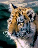 Siberian (Amur) Tiger: Siberian Tiger Fur