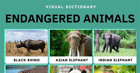 Endangered Animals: List of 15+ Endangered Animals with Facts • 7ESL