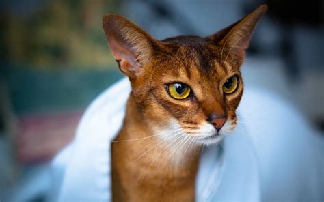 Abyssinian breed description, characteristics, appearance, history - Hvostnyus - BestHouseCatCare