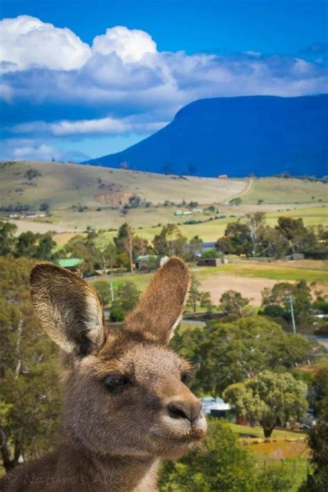 Bonorong Wildlife Sanctuary - Interview With A Volunteer Wildlife Keeper