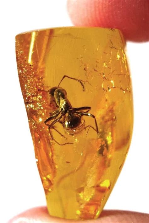 How amber forms -- nature's time capsule