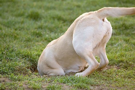 How To Stop Dog Digging Holes In Backyard