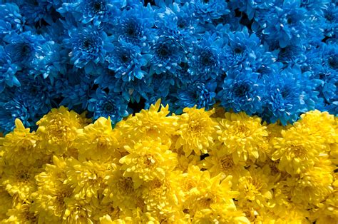 Flowers in the national colors to commemorate the Ukrainians that have ...