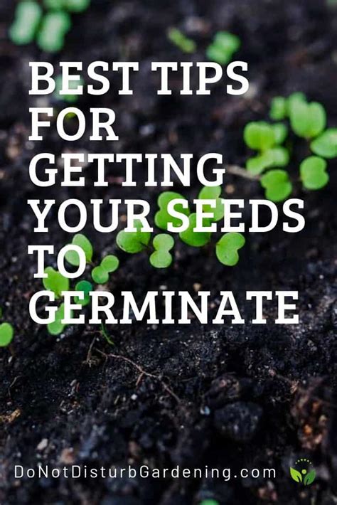 What Temperature Do Seeds Germinate? – Do Not Disturb Gardening