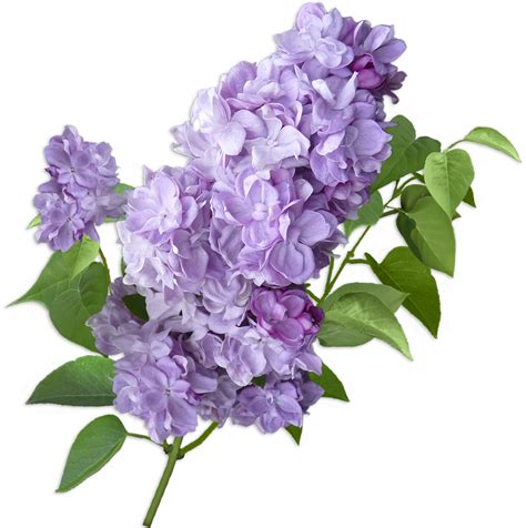 Lilac Cut flowers Violet Hydrangea - lilac png download - 1475*1483 ...