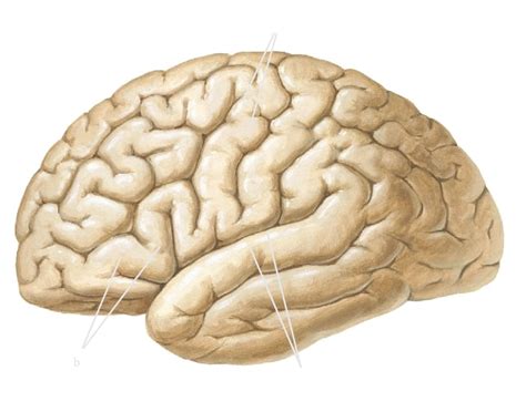 gyri and sulci identification Quiz