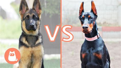 German Shepherd VS. Doberman 🐶⚡ Which is Best for You? - YouTube