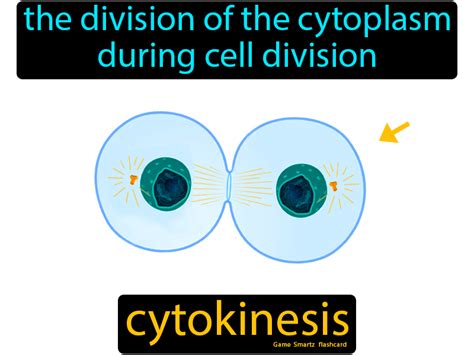 Cytokinesis - Easy Science