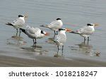 Royal Tern image - Free stock photo - Public Domain photo - CC0 Images