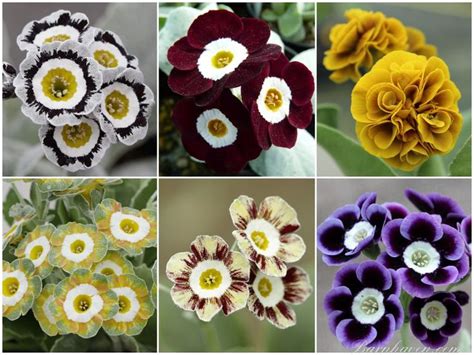 NAMED AURICULAS Plant Collection | Plant collection, Primula auricula ...