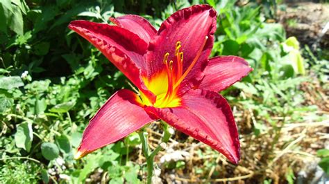 Red Daylily : r/pics