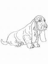 Dog Basset Coloring Pages sketch template